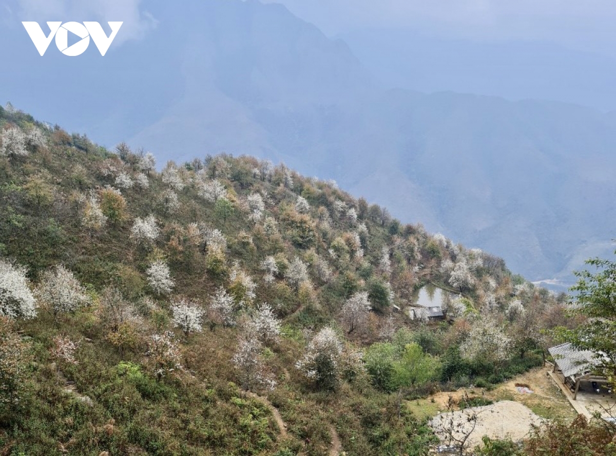 Hoa sơn tra bung nở tuyệt đẹp trên vùng cao Sơn La